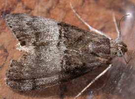 Maple Webworm